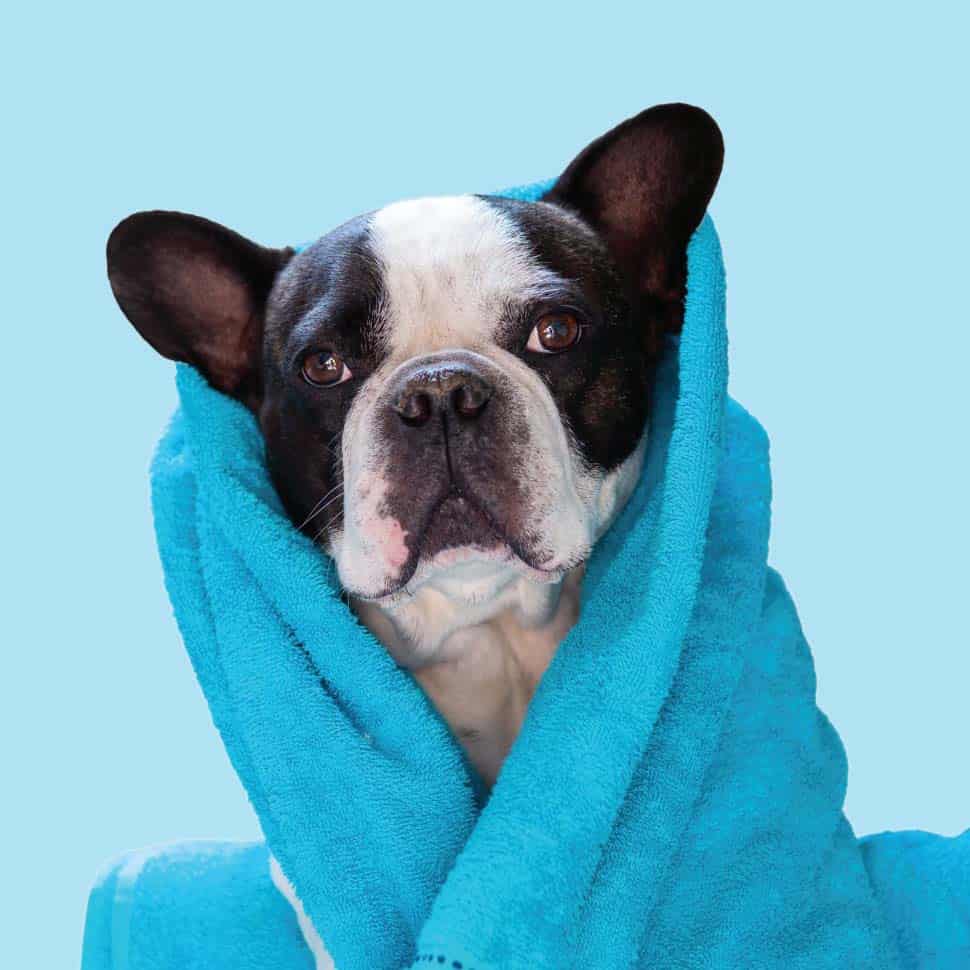 Aussie Pet Mobile: Turning a Struggling Business Around