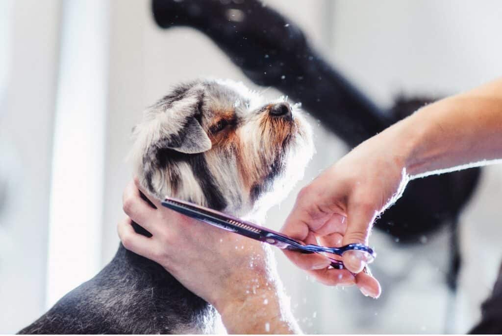 Dog Grooming Business for Sale 7 Questions to Ask Before You Buy Aussie Pet Mobile Franchising