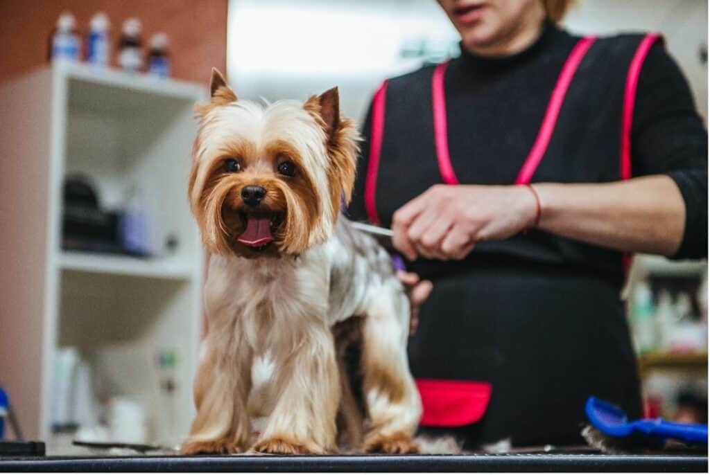 Dog Grooming Franchises 4 Reasons They're The Best Pet Care Business