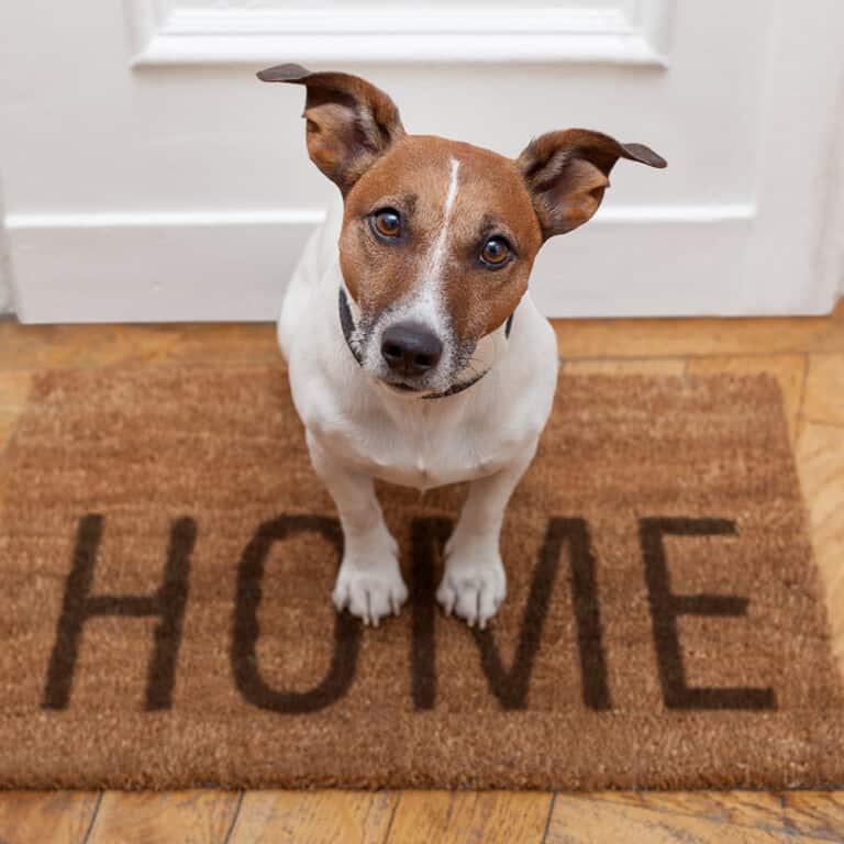 Mobile Pet Grooming Industry Aussie Pet Mobile